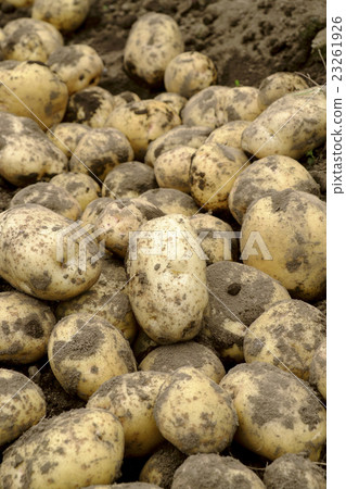 土豆土豆 23261926