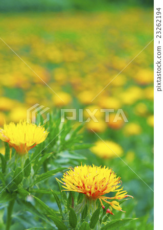 Safflower 23262194