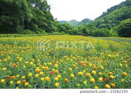 Safflower Safflower 23262195