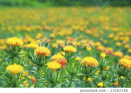 Safflower Safflower 23262198