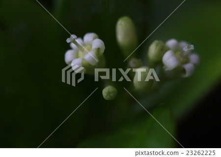 Natural plant Siratama Kazura, a small white flower is a funnel shape where the tip was divided into five. It should be, but also six fissures ... 23262225