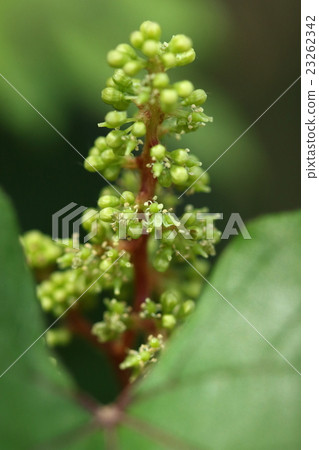 天然植物Ebi zuru,5月下旬開花。似乎花瓣會在開花的同時散開 天然植物Ebi zuru,5月下旬開花。似乎花瓣會在開花的同時散開 23262342