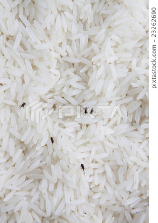close up of weevil destroy rice. close up of weevil destroy rice. 23262690