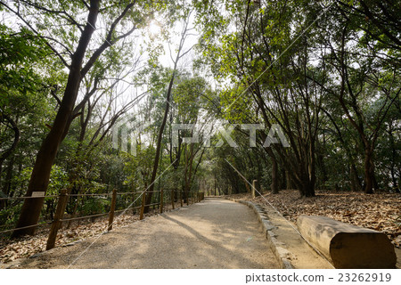 Koyoi公園 23262919