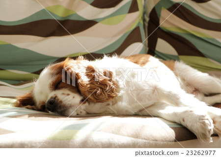 A sleeping appearance of the cavalier 23262977