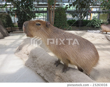 Capybara 23263016