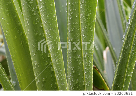 Rain plants Rain plants 23263651