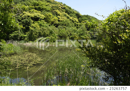 新鮮的綠色盆地 23263757
