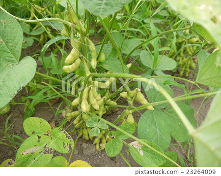 Edamame 23264009