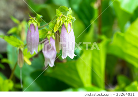 螢火蟲刷 螢火蟲刷 23264031