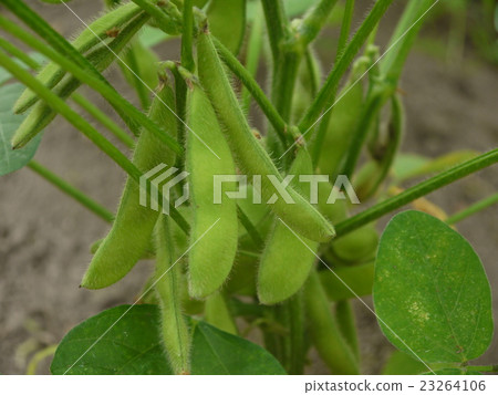 Edamame Edamame 23264106