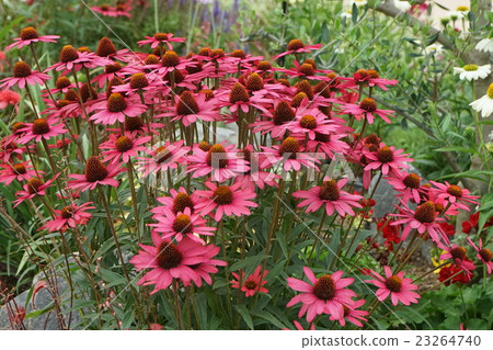 Echinacea red flower 23264740