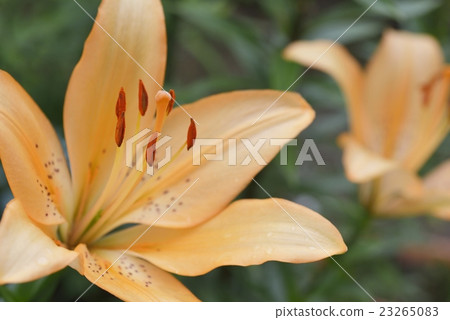 百合maculatum 23265083