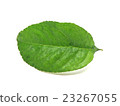 Plant leaves 23267055