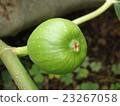 FIG  23267058