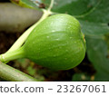 FIG  23267061