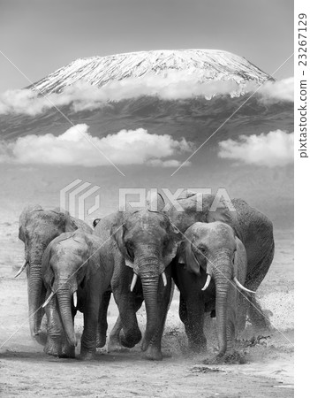 Elephant Elephant 23267129