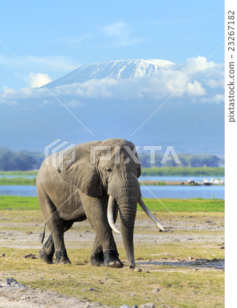 Elephant in National park of Kenya Elephant in National park of Kenya 23267182