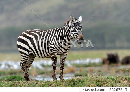 Zebra 23267245