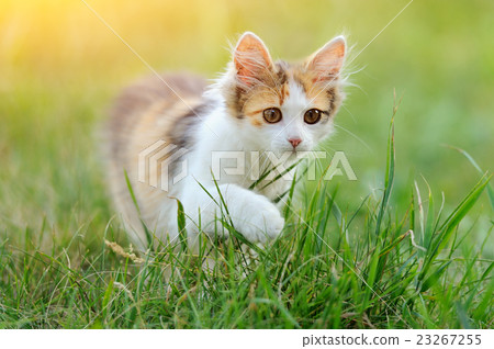Young cat Young cat 23267255