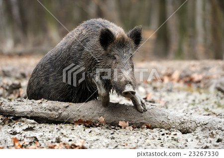 Wild boar Wild boar 23267330