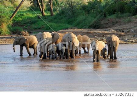 Elephant Elephant 23267333