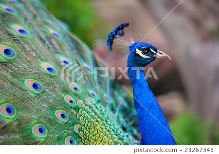 Peacock 23267343