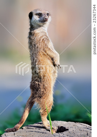 A meerkat standing upright and looking alert 23267344