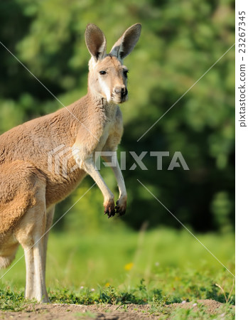 Kangaroo 23267345