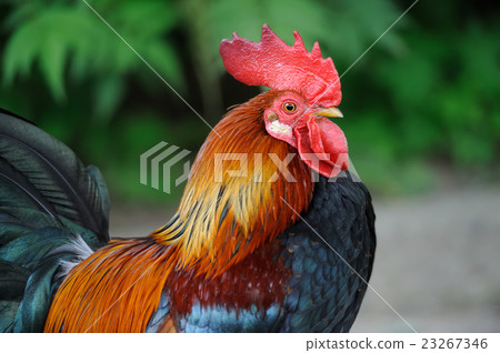 Rooster in farm Rooster in farm 23267346