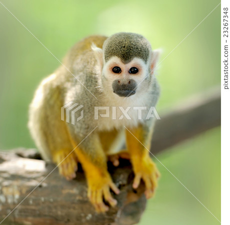 Close-up of a Common Squirrel Monkey 23267348