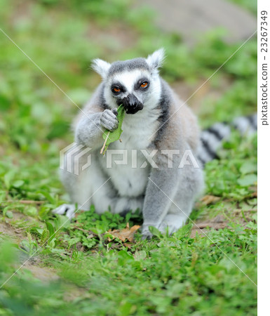 Young ring-tailed lemur 23267349