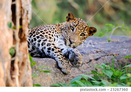 Leopard Leopard 23267360