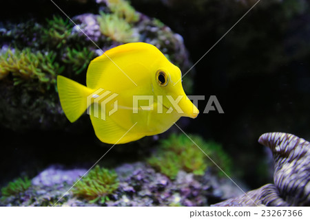 Underwater scene 23267366