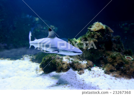 Whitetip reef shark 23267368