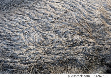 Texture of a skin of a wild boar 23267399