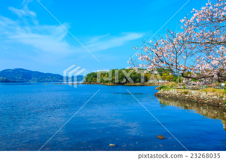 Cherry blossoms at Omura Park 23268035