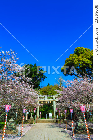 Cherry blossoms at Omura Park 23268039