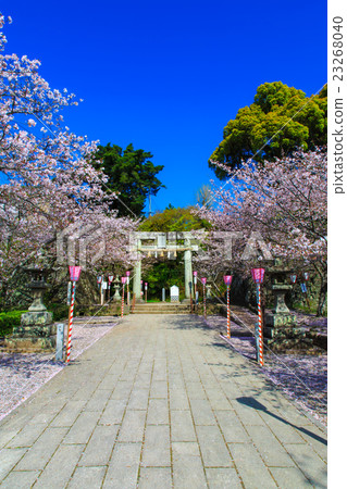 Cherry blossoms at Omura Park 23268040