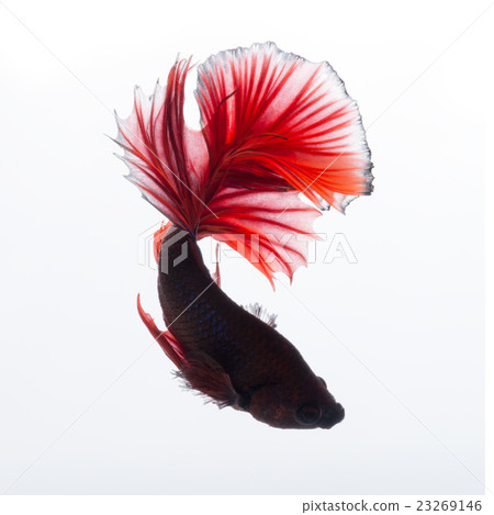 Red betta fish on white background 23269146