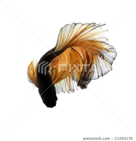 yellow betta 23269176