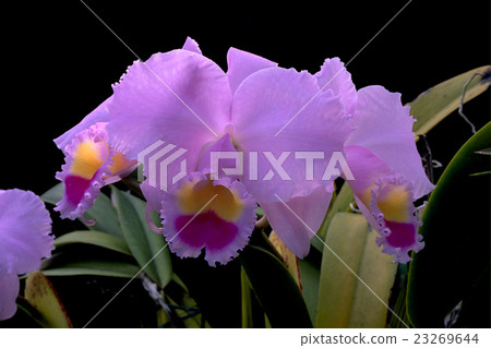 西方物種的照片運行Cattleya trianae“ACBurrage” 西方物種的照片運行Cattleya trianae“ACBurrage” 23269644