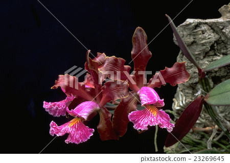 西方物種的照片運行Cattleya schillerana“Sanderiana” 西方物種的照片運行Cattleya schillerana“Sanderiana” 23269645