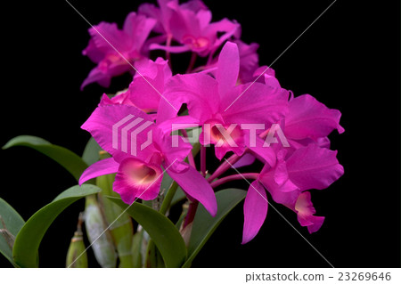 祖先西部奔跑的Cattleya skinneri的圖片 祖先西部奔跑的Cattleya skinneri的圖片 23269646