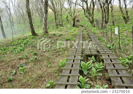 Spring Tennoji ridge 23270010