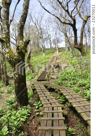 春天天王寺嶺 23270011