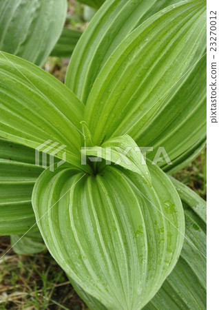 Ome梅花草大葉子 23270012