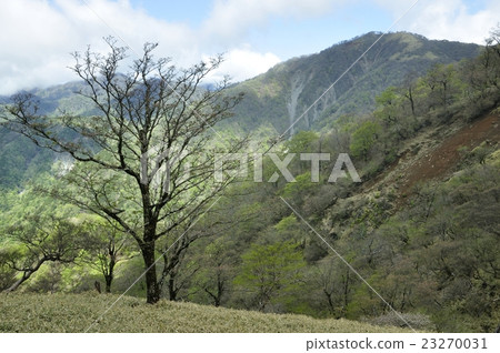 Tanzawa山，陽光明媚 23270031