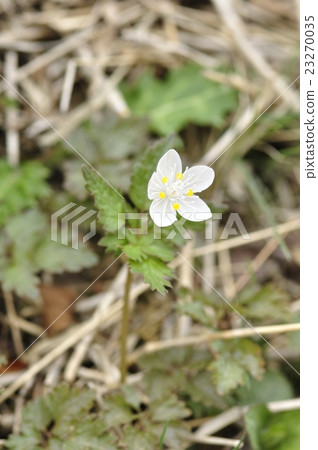 Caterpillar cinerea 23270035