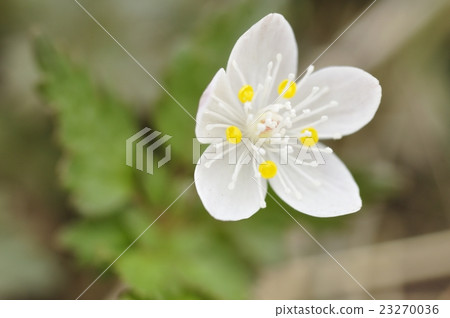 Caterpillar cinerea Caterpillar cinerea 23270036